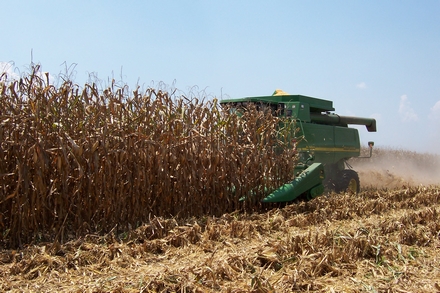 Cutting_Corn_440.jpg