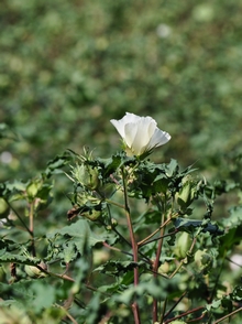 Cotton_Bloom_220.jpg