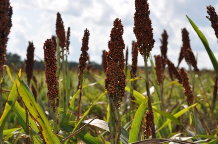 Sorghum_440.jpg