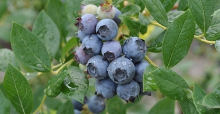 Blueberries